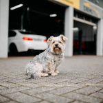 KFZ Technik Diehl Hund